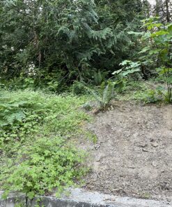 Alternative view of Flexrake 1000L Hula-Ho Weeder Cultivator with 54-Inch Wood Handle