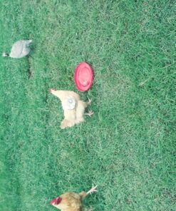 Hen Saver Poultry health equipment Single Strap Hen Apron Chicken Saddle, Khaki, Large US 33 91faMhRpl9L