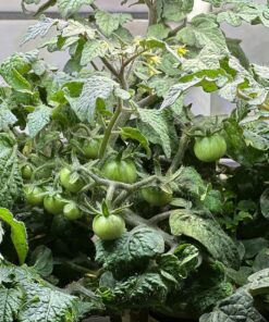 AeroGarden Red Heirloom Cherry Tomato Seed Pod Kit for AeroGarden Hydroponic Indoor Garden, 6-Pod 38 91fkbBbbvlL