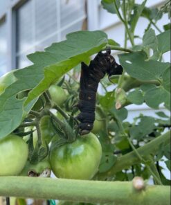 Monterey LG6332 Bacillus Thuringiensis (B.t.) Worm & Caterpillar Killer Insecticide/Pesticide Treatment Concentrate, 16 oz 1 pint (16 oz.) 42 91fmJcjb SL