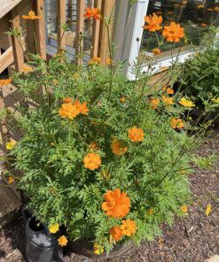 2,000 Seeds of Sulphur Cosmos, Bright Lights Mix by Seeds2Go 20 91fsYljrIzL