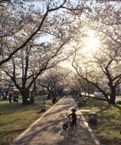 Strider 12” Classic Bike - No Pedal Balance Bicycle for Kids 18 Months to 3 Years - Includes Built-In Footrest, Handlebar Grips & Flat-Free Tires Pink 26 91ftapTboDL
