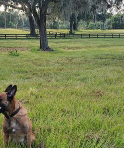 Activate II Flea and Tick Prevention for Dogs | 4 Count | Extra Large Dogs 55+ lbs | Topical Drops | 4 Months Flea Treatment 41 91fuqnOMTHL