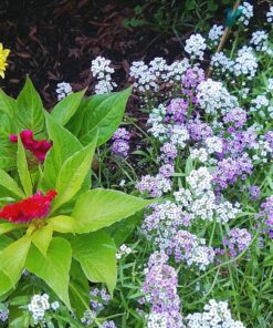 TeaDrops Organic All Purpose Plant Fertilizer – 16 Liquid Indoor House Plant Food Packets – Make up to 32 Gallons (Easy use in Watering Can & Containers, Ecofriendly) All Purpose Fertilizer 39 91fvSgbulYL