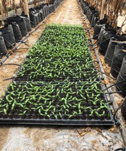 Bell Pepper Seeds for Planting - California Wonder - Heirloom Non-GMO Pepper Seeds for Planting - 100 Seeds - Sweet Pepper Matures from Green to Red by RDR Seeds 31 91fvp6IzoL