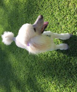 EBPP Advanced Pet Dental Care Water Additive - Premium Cat & Dog Dental Care and Dog Breath Freshener - No Brush Formula Tartar & Plaque Remover for Dogs Teeth 36 91gA2d6DYmL