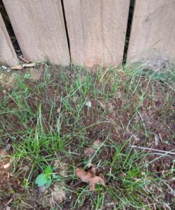 Scotts EZ Seed Patch & Repair Sun and Shade Mulch, Grass Seed, Fertilizer Combination for Bare Spots and Repair, 20 lb 20 lb. 1 Pack 52 91geKlZNZgL 1