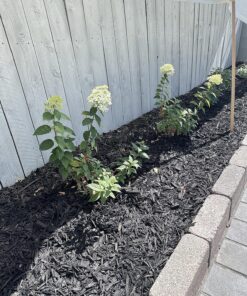 Miracle-Gro Garden Feeder 1 Pack 32 91glHtzJhL