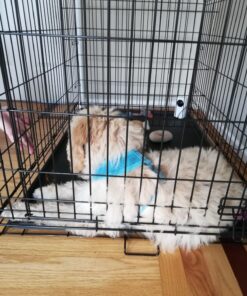 MidWest Homes for Pets Newly Enhanced Single Door iCrate Dog Crate, Includes Leak-Proof Pan, Floor Protecting Feet, Divider Panel & New Patented Features 50 91grAp6qflL 2