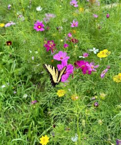 Cosmos Seeds Wildflower Mixture - Bulk 1 Ounce Packet - Over 5,000 Seeds - Pink, Yellow, Orange, Red, Purple and White Mixed Species! 1 Ounce Pouch 39 91gsF06dXKL