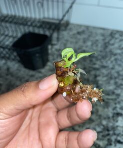 Plant Revolution PRPSGW01 Premium White Mycorrhizae, 1 oz, 1 Ounce, Gray 39 91gw ZMmwjL