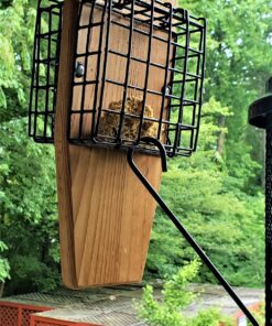 More Birds Dish SeedFeed, 1 Count (Pack of 1) 1 Count (Pack of 1) 52 91h0wqu437L