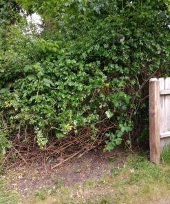 Greenworks 2.7 Amp 18" Corded Electric Hedge Trimmer 18" Corded Hedge Trimmer 25 91h2m129lfL