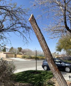 Sun Joe SWJ800E 8-Inch 6.5-Amp Telescoping Electric Pole Chain Saw with Automatic Chain Lubrication System Pole Saw 8-Inch Bar/Chain 8.7' Max. Extension 47 91h4Y1tMxqL