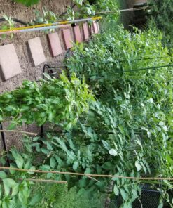 6 Inch Galvanized Landscape Staples Made in USA - 100 Metal Garden Stakes for Gardening - 11 Gauge Anti-Rust Heavy-Duty Ground Sod Pins Yard Stakes for Weed Barrier Fabric Irrigation Tubing Hose 35 91h6c1L6EL