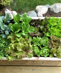 Seeding Square - Seed Spacer Tool for Maximum Harvest, Organized Plants & Less Weeds - Square Foot Garden Includes Color Coded Templates, Magnetic Dibber, Ruler, Spoon & Planting Guide 31 91hJl9XUL0L 4