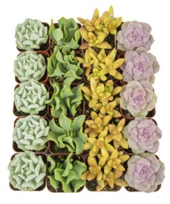 Succulents Plants Live (20PK) Potted Succulent Plants Live House Plants, Cactus Plants Live Plants Indoor Plants Live Houseplants, Indoor Plant Succulents Live Plant House Plant by Plants for Pets 20-PACK 46 91hXuBmLbCL
