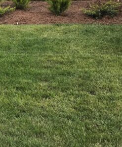 Scotts Turf Builder Starter Fertilizer for New Grass, Use When Planting Seed, 5,000 sq. ft., 15 lbs. Standard 5,000 sq. ft. 46 91houz483KL