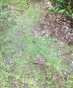 Scotts Turf Builder Grass Seed Bermudagrass, Mix for Full Sun, Built to Stand Up to Heat & Drought, 5 lbs. 5 lb. 70 91hr yDhf9L