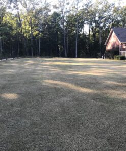 Scotts Turf Builder Grass Seed Bermudagrass, Mix for Full Sun, Built to Stand Up to Heat & Drought, 5 lbs. 5 lb. 96 91iFNft4RL