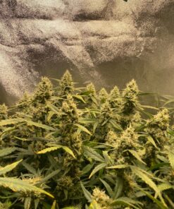 Humboldts Secret Flower Stacker – Best Flowering Formula for Bigger Harvests - Flowering Plant Food - Nutrient System for Potting Soil for Indoor Plants & Outdoor Plants - 1 Quart 32 Ounce 36 91iGzKLMWdL 1