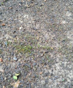 Scotts Turf Builder Grass Seed Quick Fix Mix Fast Growing Turf for a Temporary Lawn, 3 lbs. 3 lb. 64 91iSLkhZl7L