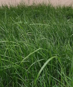 Scotts Natural Lawn Food, 29.1 lbs. 1 Pack 34 91iV DsmvpL