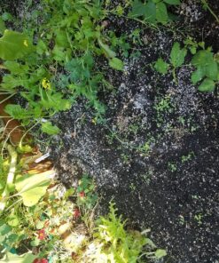 Organic Lettuce Seeds, APPR. 1,100, Lettuce Blend, Heirloom Vegetable Seeds, Certified Organic, Non GMO, Non Hybrid, USA 34 91img 5pV0L