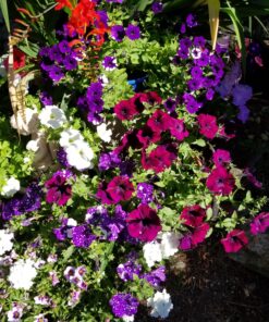 Jack's Classic Blossom Booster 10-30-20 Water Soluble Plant Food for Flowering Plants, 1.5lb 1.5 Pounds 36 91iswf2r1aL