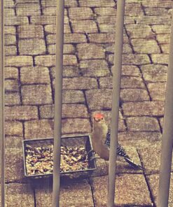 Kaytee Wild Bird Food Nut & Fruit Seed Blend For Cardinals, Chickadees, Nuthatches, Woodpeckers and Other Colorful Songbirds, 5 Pounds 5 Pound (Pack of 1) 41 91iunOw8DwL