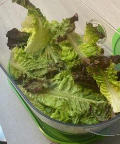 Prep Solutions by Progressive Lettuce Keeper Produce Storage Container, 4.7 Quarts 33 91iybVlQq2L