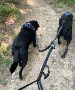 Pet Fit For Life 64" Premium Two Dog Leash: Premium Double Leash for Dogs, Provides Control and Comfort - Durable Foam Rubber Handle, Shock Absorbing Cord - Includes Bonus Collapsible Water Bowl Large 36 91j78nvi9EL