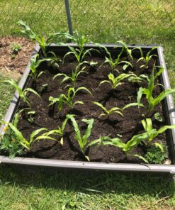 Lifetime 60069 Raised Garden Bed Kit, 4 by 4 Feet, Pack of 3 58 91jAoPwhxL