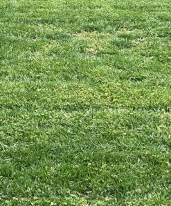 Scotts Turf Builder Weed & Feed3, Weed Killer Plus Lawn Fertilizer, Controls Dandelion and Clover, 5,000 sq. ft., 14.29 lbs. 5,000 sq. ft. Weed and Feed 51 91jMFCiEHLL