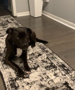 Eukanuba Adult Large Breed Dry Dog Food, 30 lb 30 Pound (Pack of 1) 38 91jZaUXtPHL