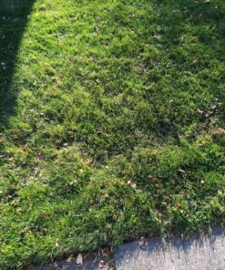 Scotts Turf Builder WinterGuard Fall Lawn Fertilizer for All Grass Types, 5,000 sq. ft., 12.5 lbs. 5,000 sq. ft. 39 91jj74ckHuL