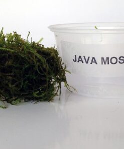 Alternative view of Java Moss Portion in 4 Oz Cup and Java Moss Mat - Easy Live Fresh Water Aquarium Plants