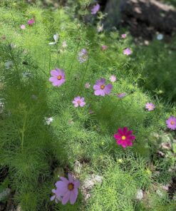Cosmos Seeds Wildflower Mixture - Bulk Quarter Pound Bag - Over 20,000 Seeds - Pink, Yellow, Orange, Red, Purple and White Mixed Species! 1/4 Pound Bag 27 91jqYk8pb1L