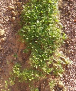 Cosmos Seeds Wildflower Mixture - Bulk Quarter Pound Bag - Over 20,000 Seeds - Pink, Yellow, Orange, Red, Purple and White Mixed Species! 1/4 Pound Bag 33 91jtO6RHgL