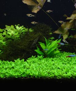 Staurogyne Repens Tissue Cultured - Foreground Aquarium Plant 35 91jvKz1daeL