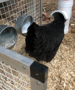 Little Giant® Hangable Poultry Waterer| Galvanized Round Hanging Poultry Waterer | Hanging Chicken Waterer | Chicken Canteen 16 91kATft8 5L