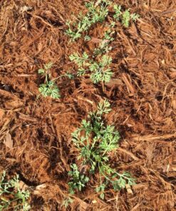 Orange California Poppy Seeds, Bulk Pack of 8 Oz, 150,000+ Seeds by Seeds2Go 29 91kD AZ89LL