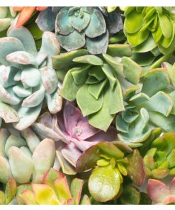 Alternative view of Succulent Rosette Cutting Pack- Brighten Up Your Garden with A Wide Variety of Healthy Rosette Succulent Plants Ready to Be Rooted by Jiimz (25 Pack) 25 Pack