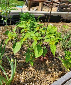 Scotts Super Bloom Water Soluble Plant Food, 2 lb - NPK 12-55-6 - Fertilizer for Outdoor Flowers, Fruiting Plants, Containers and Bed Areas - Feeds Plants Instantly 45 91ke4kDvrL