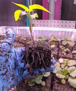 Ladbrooke Genuine Soil Block Maker - Mini 4 Hand Held - Most Popular Soil Blocking Tool, Made in England 43 91krhRbCPtL