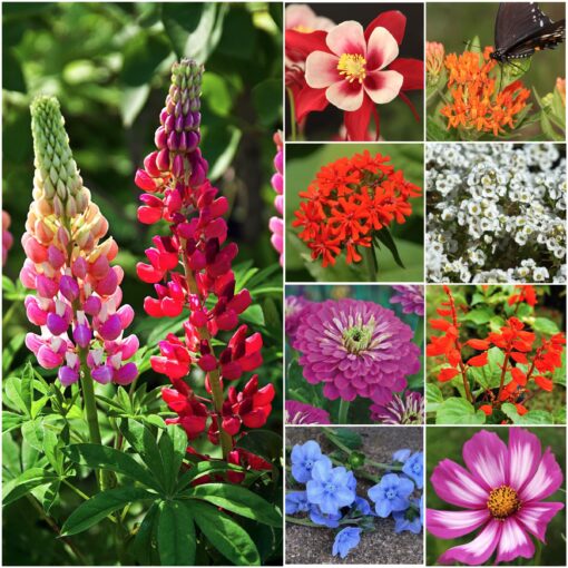 Seed Needs, Large 2 Ounce Package of 30,000+ Hummingbird and Butterfly Widflower Seed Mixture for Planting (99% Pure Live Seed- NO Filler) 20+ Varieties, Annual Perennial - Bulk Large Pack (30,000 Seeds)