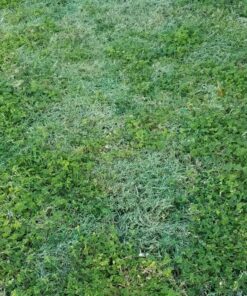 Lawnlift Ultra Concentrated (Green) Grass Paint 16oz. = 1.375 Gallons of Product. 49 91kwTHMRRhL