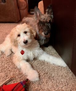 Pet MD - Dog Ear Cleaner Wipes - Otic Cleanser for Dogs to Stop Ear Itching, and Infections with Aloe and Eucalyptus - 100 Count 30 91l2TcmYn0L