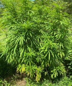 Humboldts Secret Flower Stacker – Best Flowering Formula for Bigger Harvests - Flowering Plant Food - Nutrient System for Potting Soil for Indoor Plants & Outdoor Plants - 1 Quart 32 Ounce 37 91lCe4oHoTL