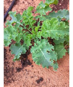 7 Varieties of Leafy Power Green Organic Seeds, Non-GMO Seeds for Planting, Heirloom Seeds - Spinach Seeds, Arugula, Kale, Lolla Rossa Lettuce Seeds, Buttercrunch, Gourmet Mix Lettuce, Swiss Chard 62 91lGrtpPCGL